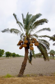 A date palm tree stands prominently in a flat, arid landscape. The tree is laden with clusters of ripe dates, and its long, feathery fronds extend outward. In the background, there are more palm trees and patches of green vegetation under a cloudy sky.