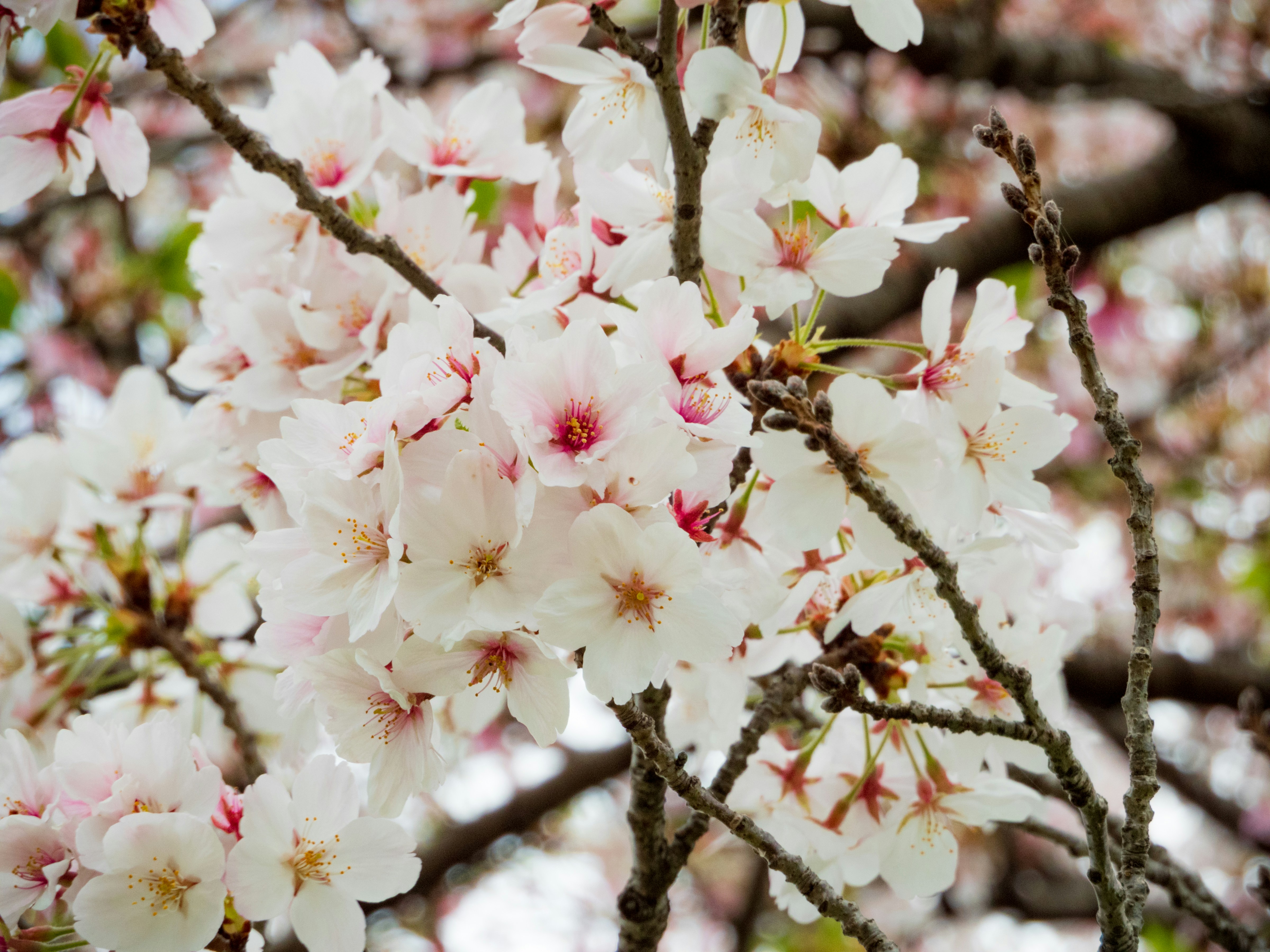 Photo by heppoko_yama