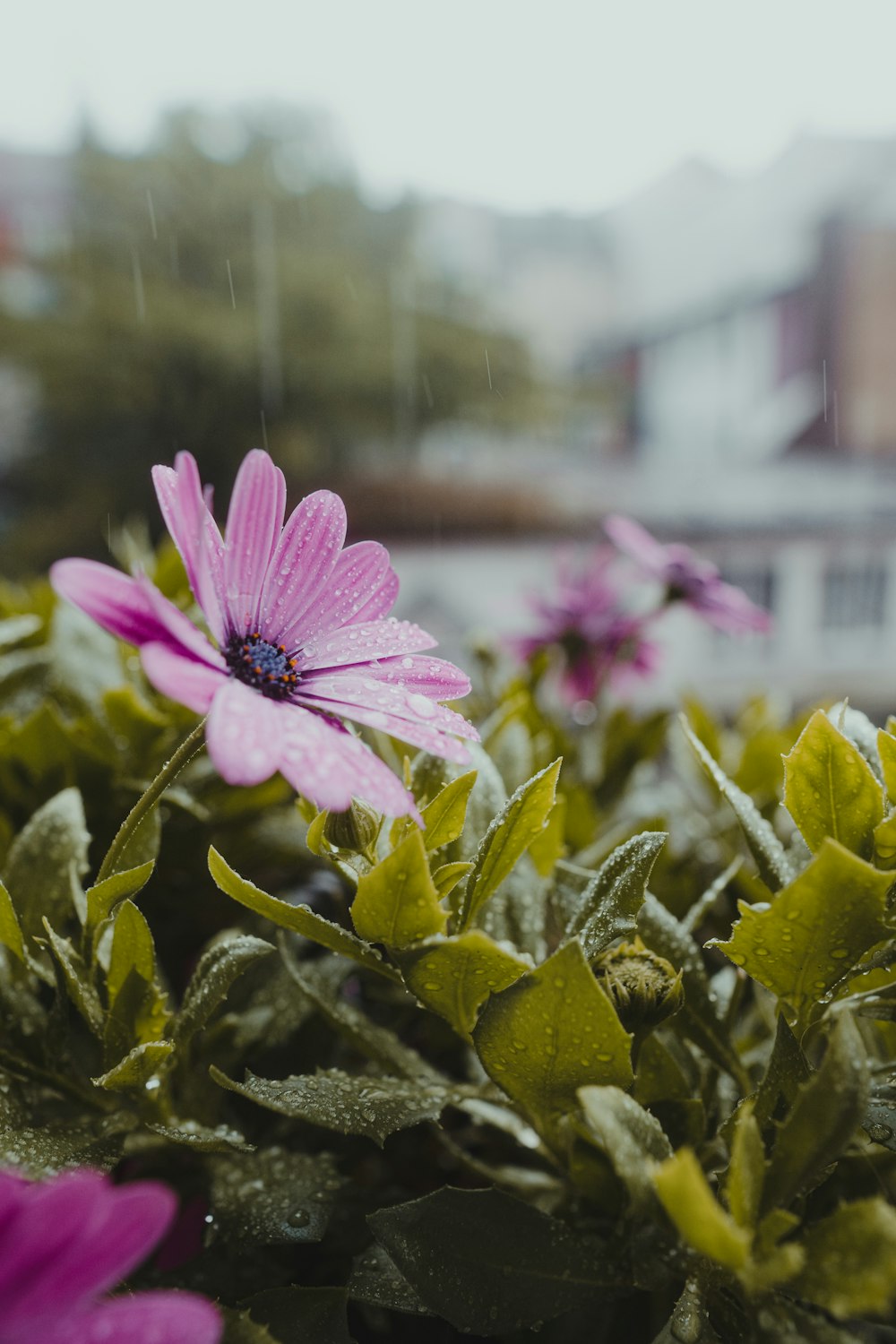 pink flower in tilt shift lens