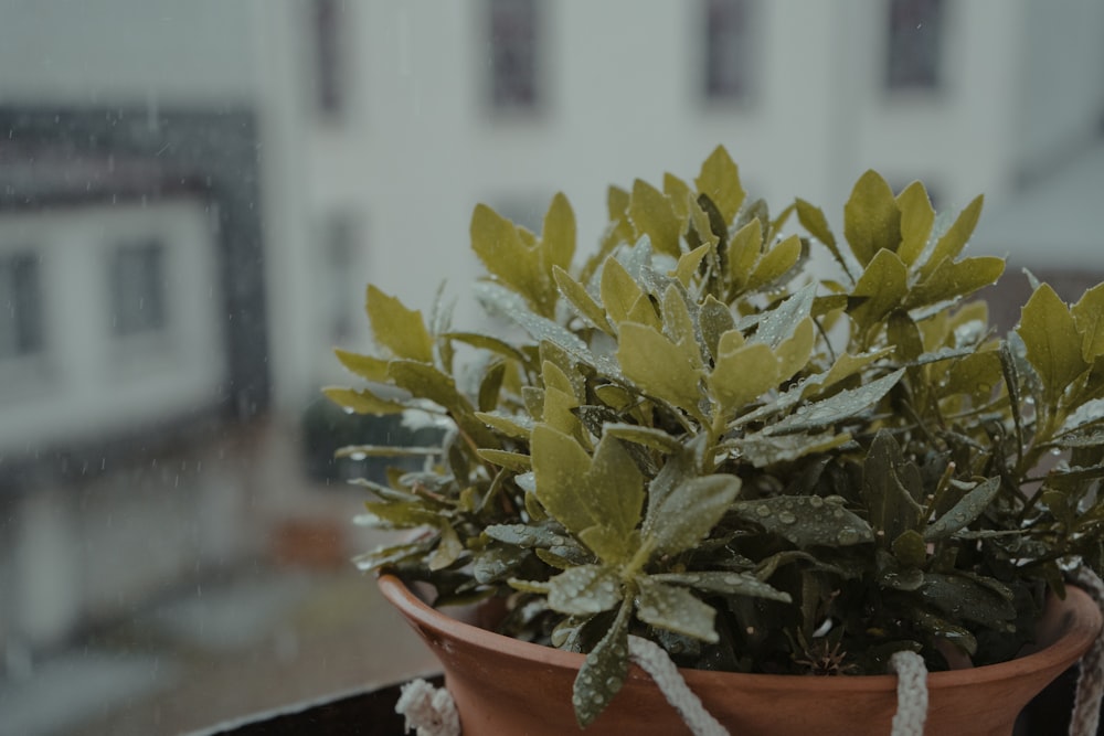 yellow and green plant on brown clay pot