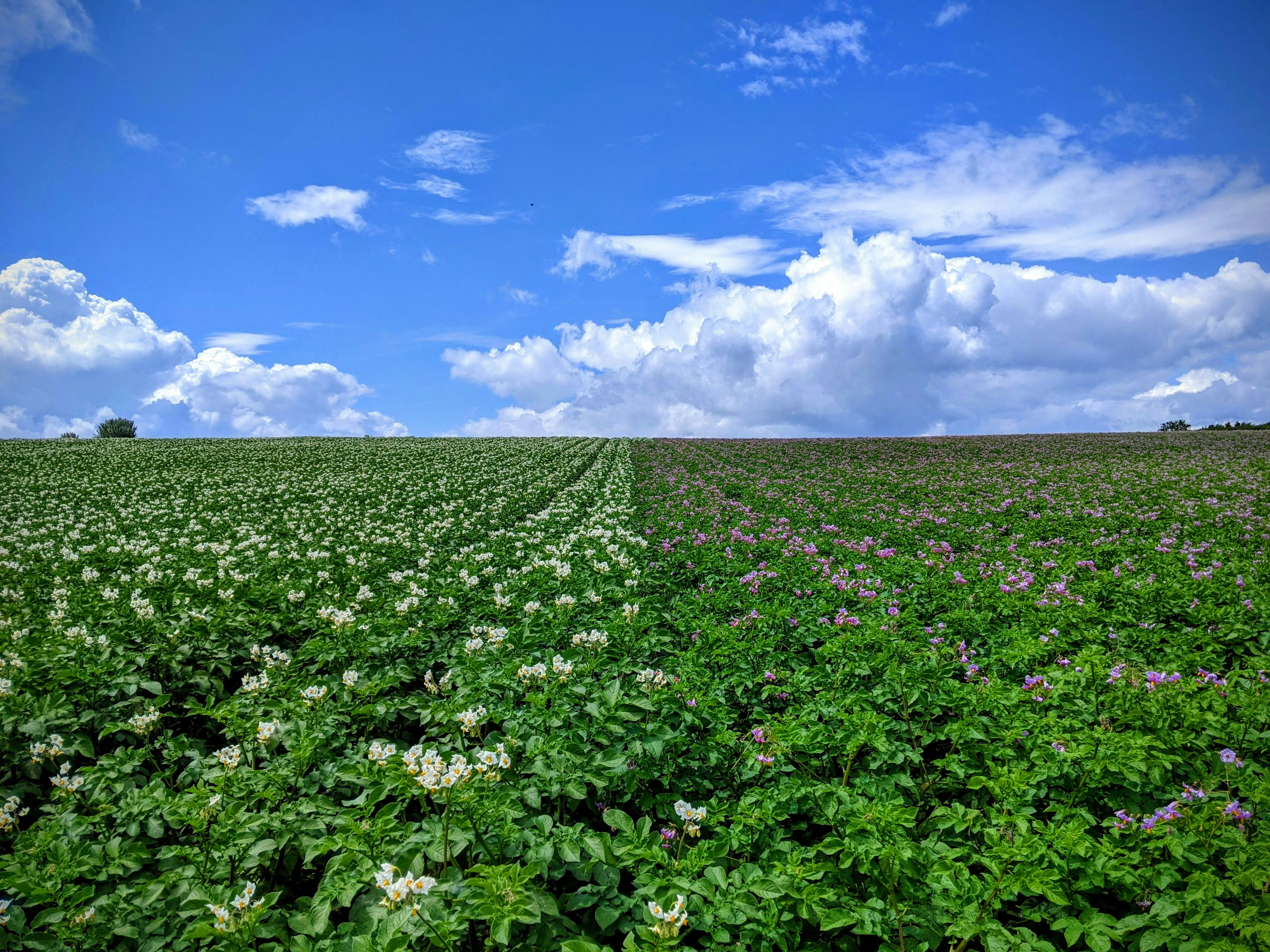 green grass field under blue sky during daytime