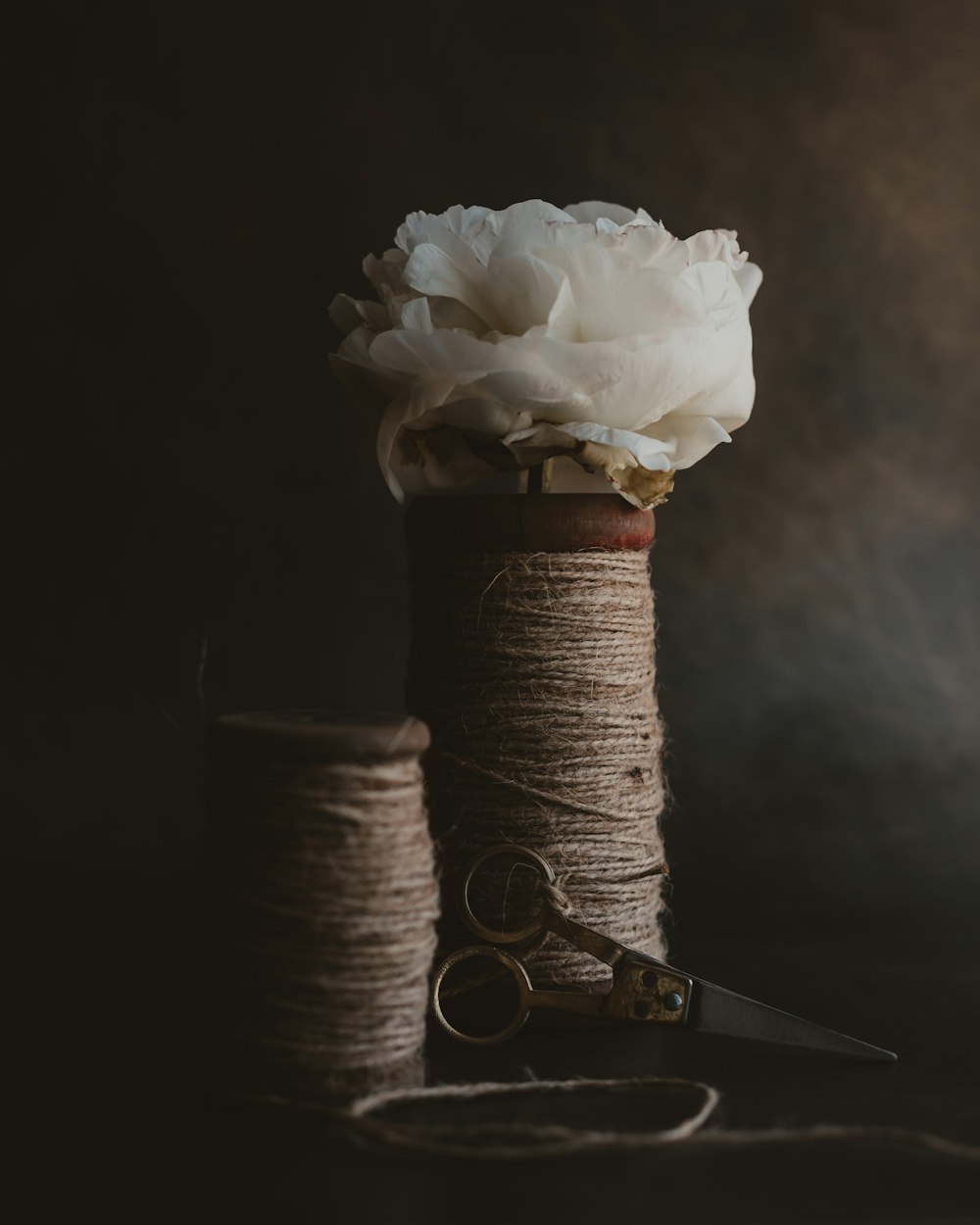 white rose on brown thread