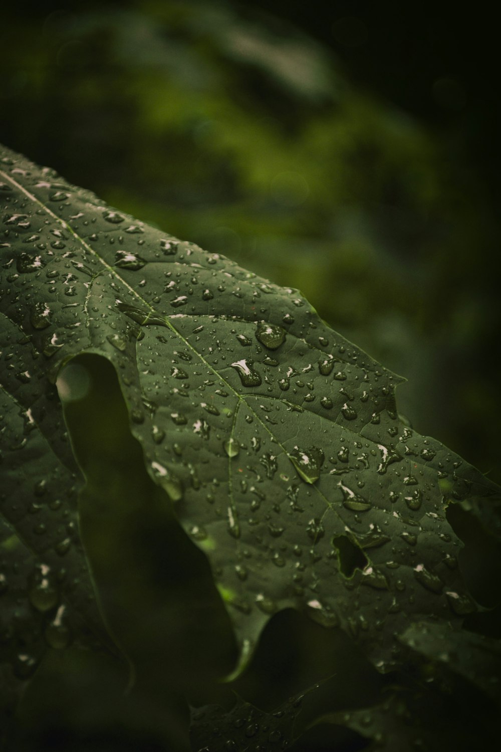 green leaf with water droplets