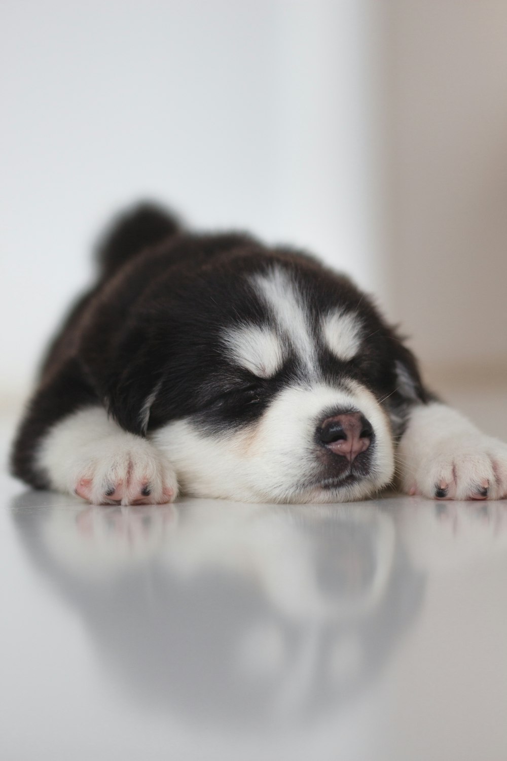 black and white siberian husky puppy