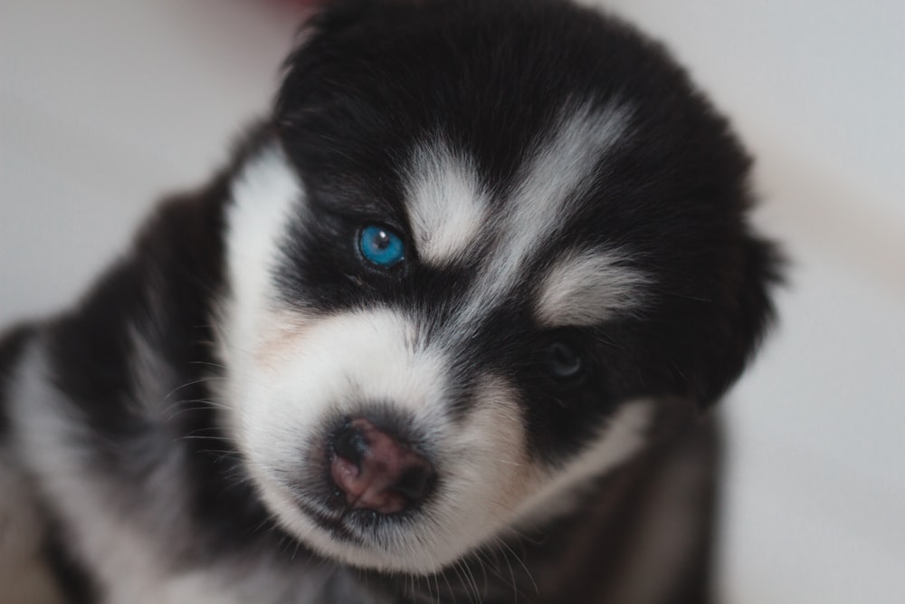 black and white siberian husky puppy