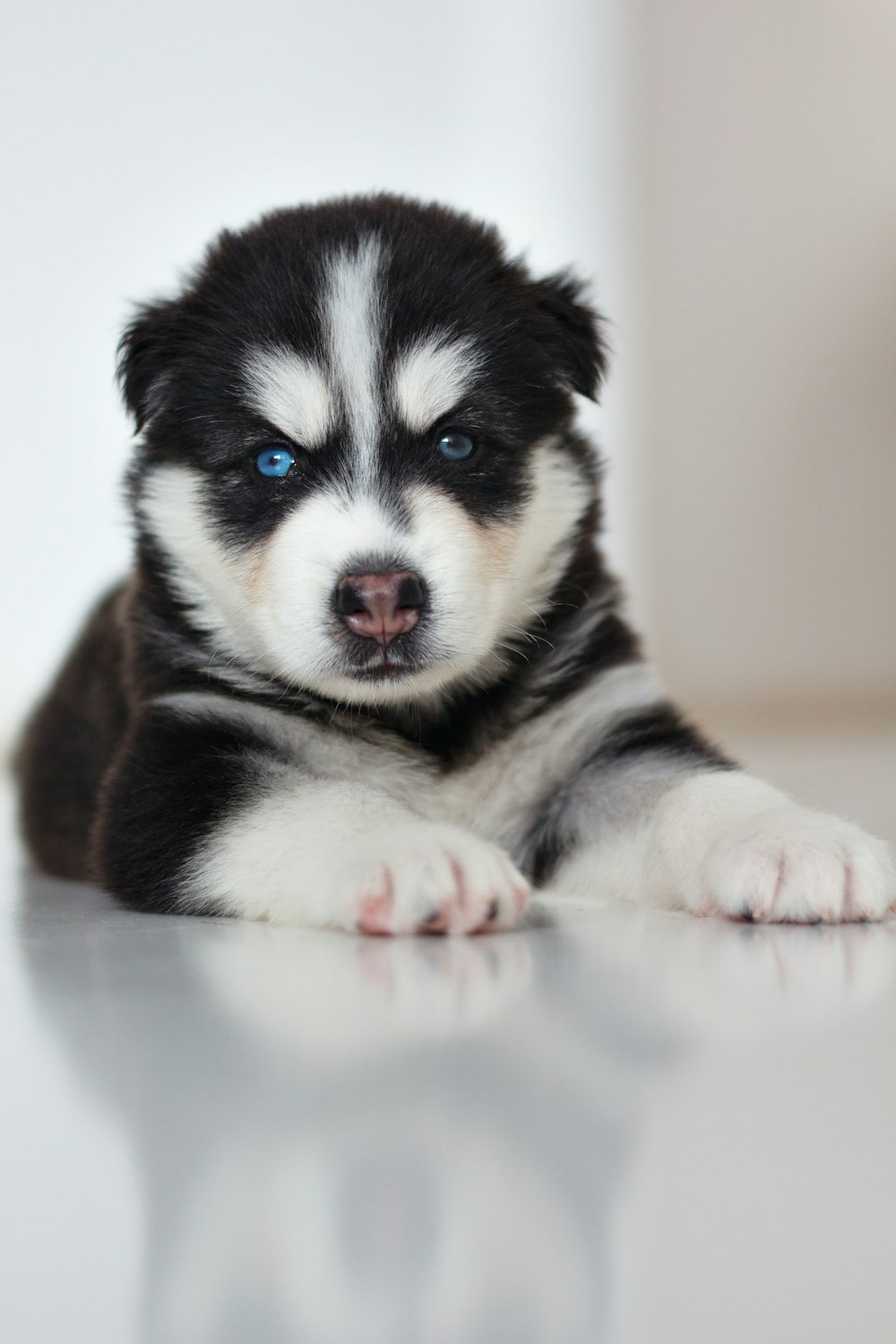 black and white siberian husky puppy
