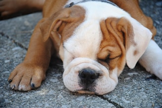 brown and white short coated dog lying on gray concrete floor