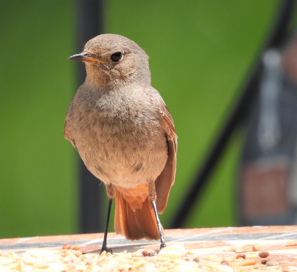 brown and gray bird on brown wooden table