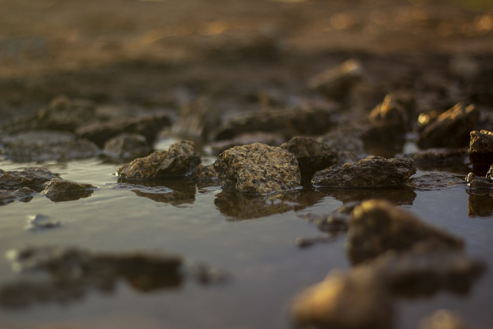 brown stones on water during daytime