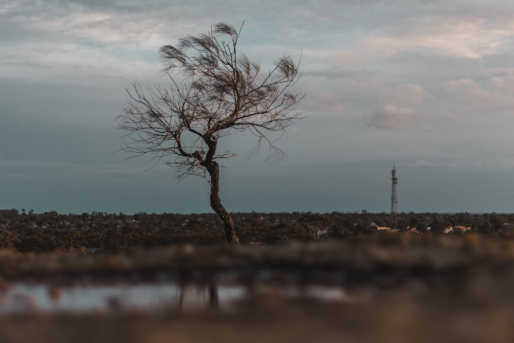 leafless tree on brown grass field near body of water