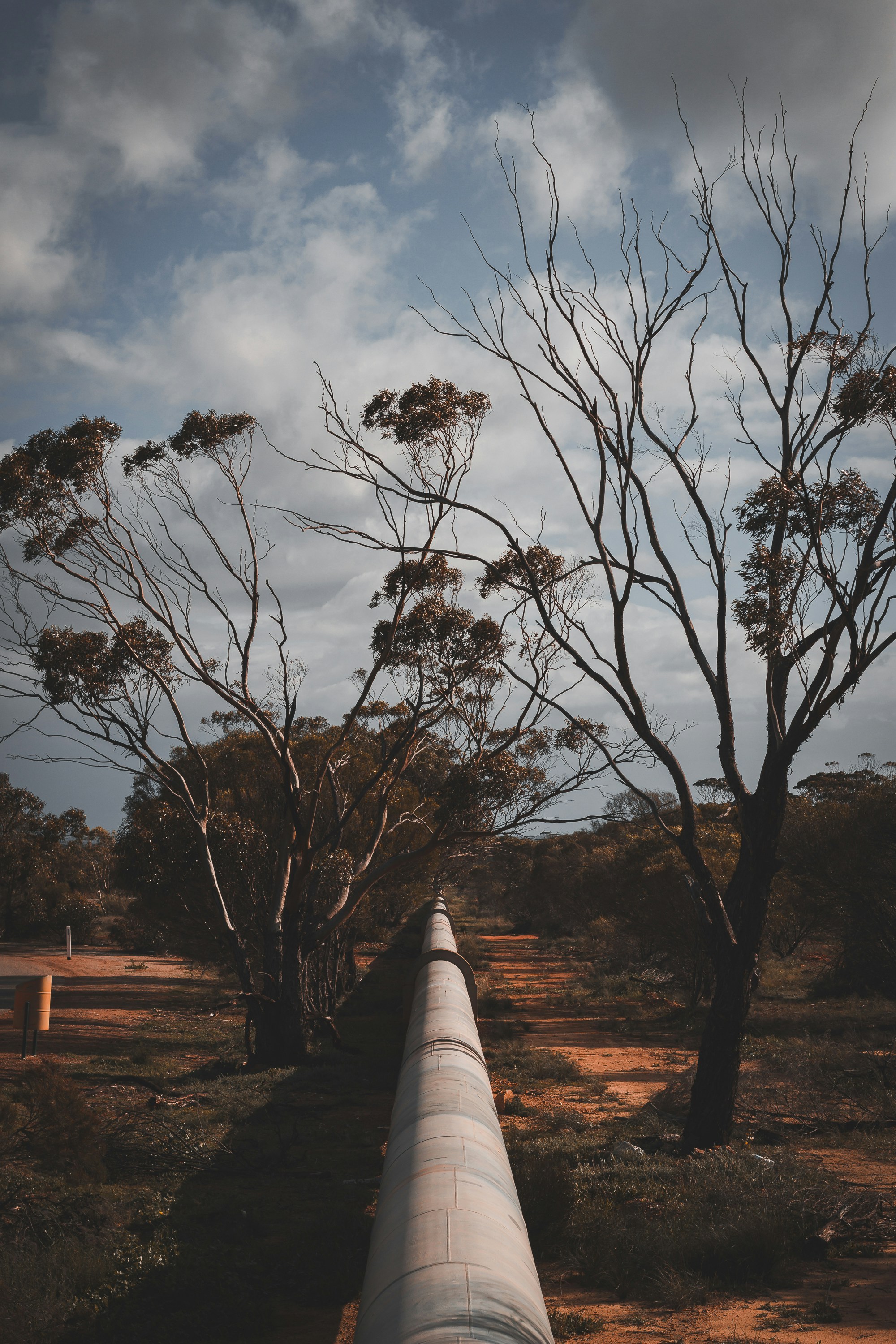 bare trees under cloudy sky during daytime