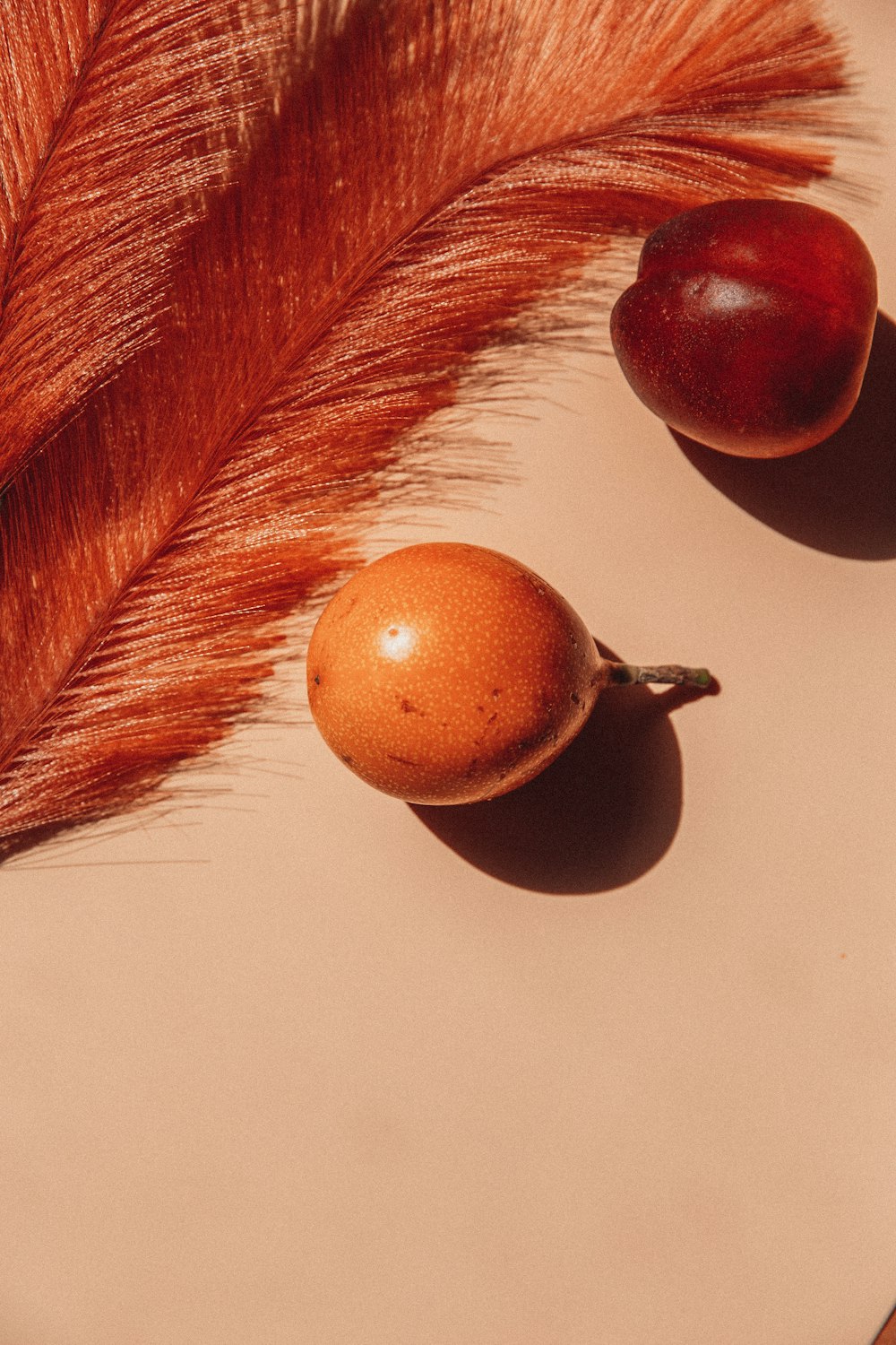 brown and black feather on white surface