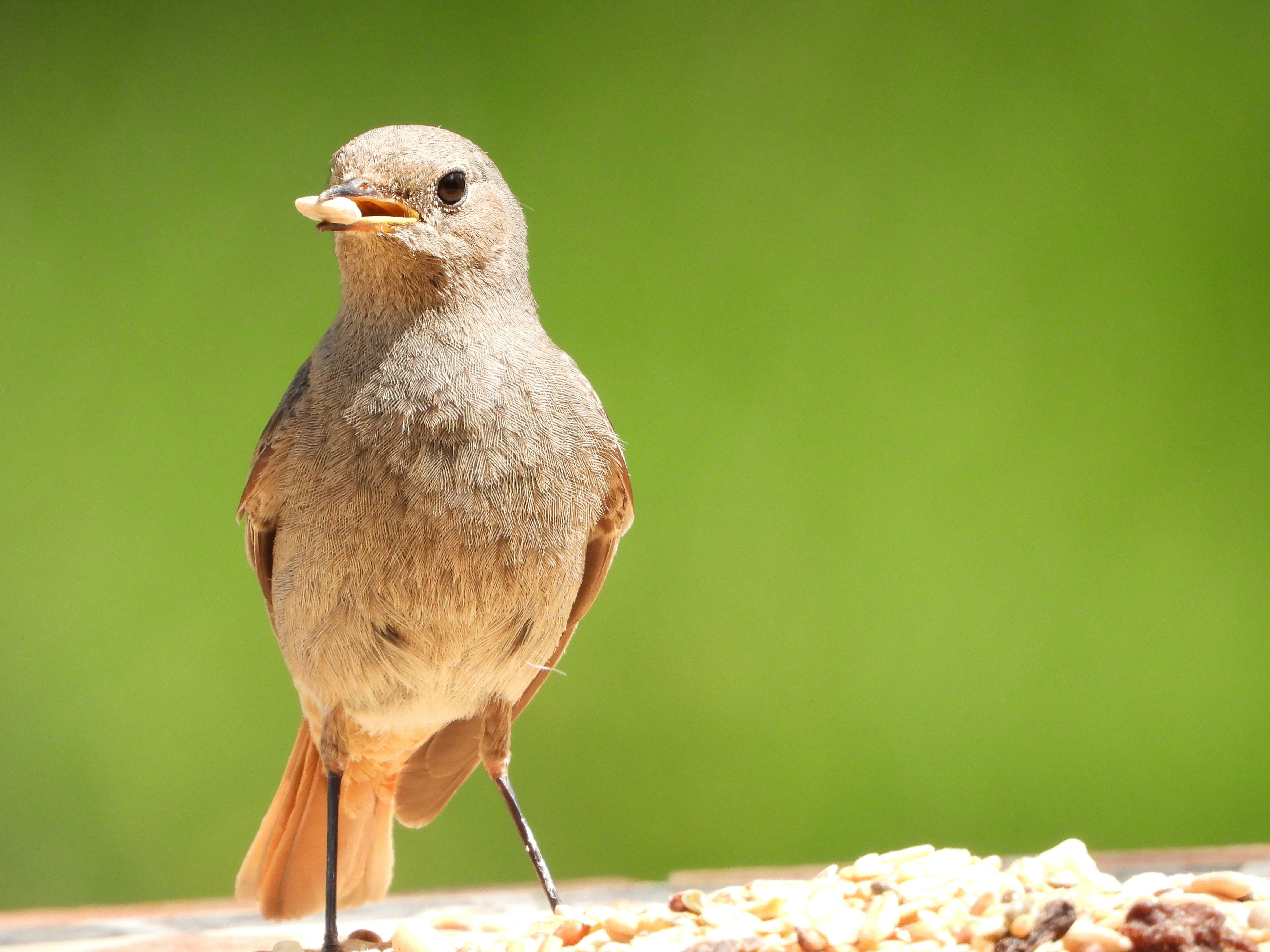 Gray and brown bird on brown rock photo Free Deutschland Image on