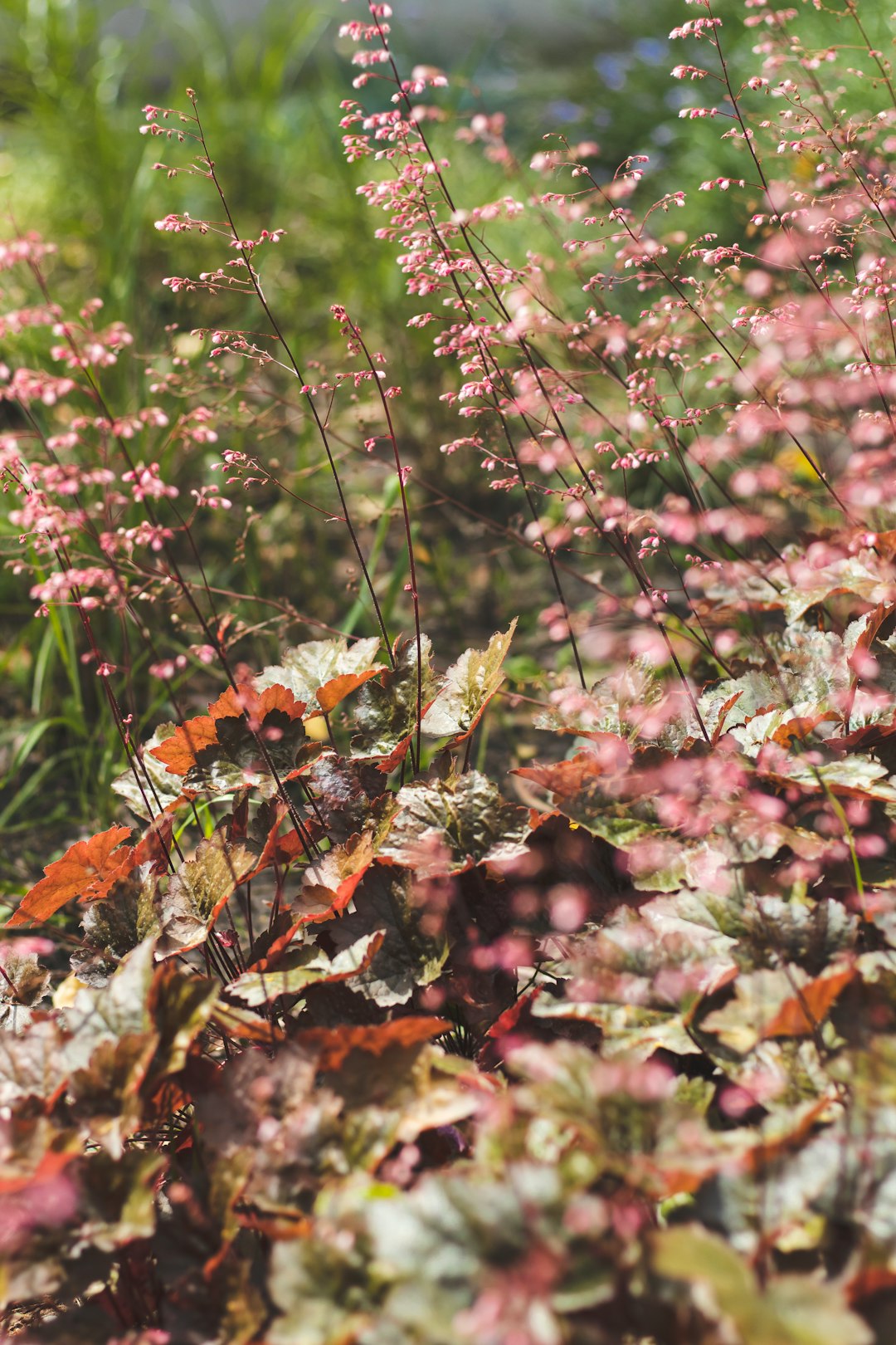 brown and green leaves on brown dried leaves