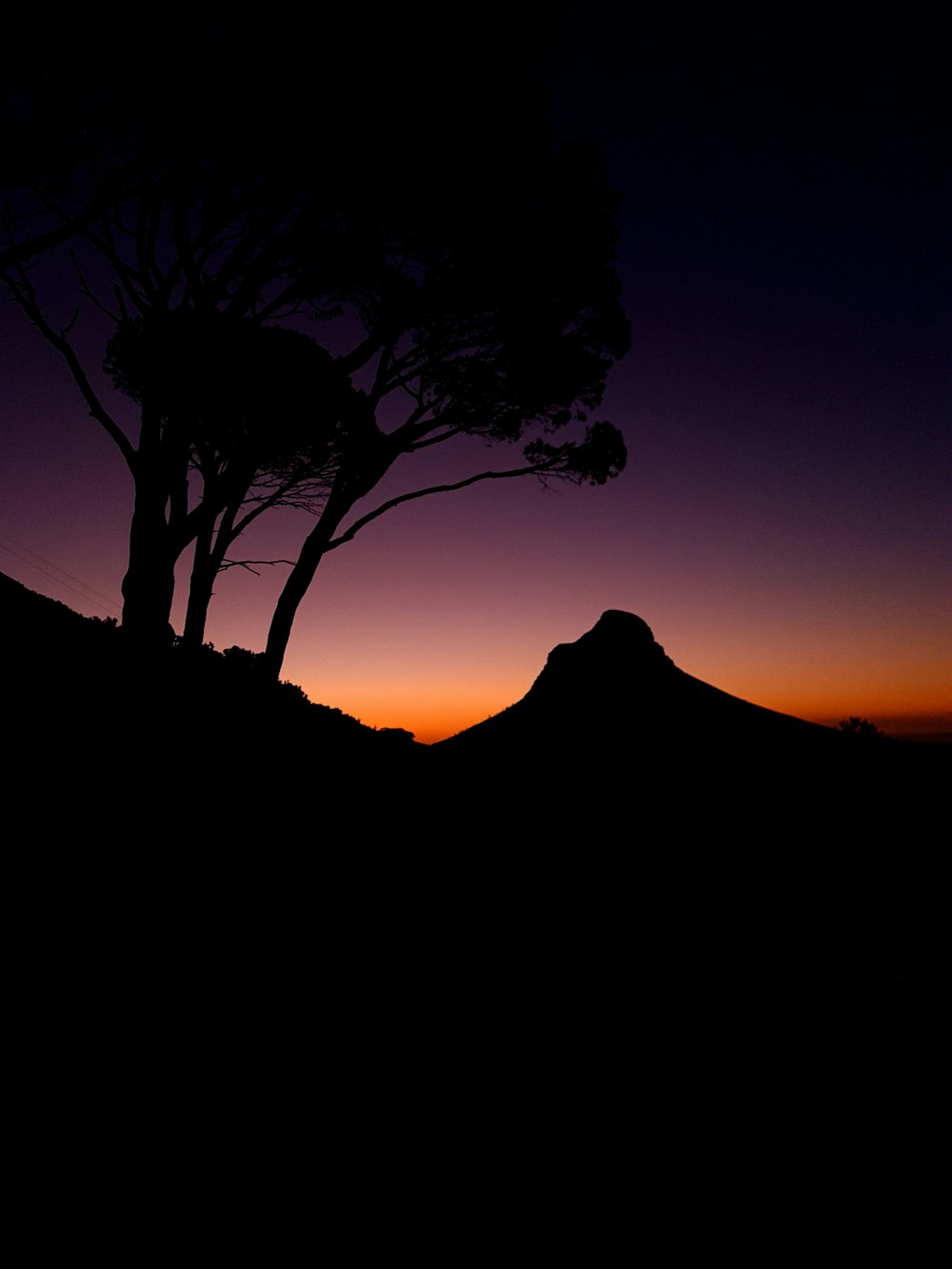 silhouette of bare tree on desert during sunset