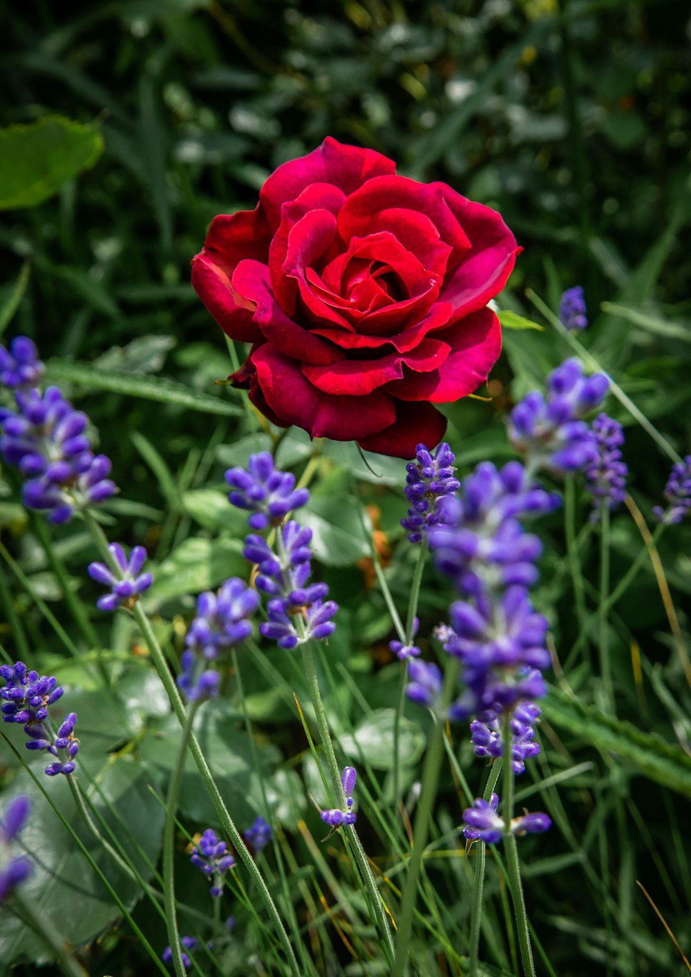 red rose in bloom during daytime