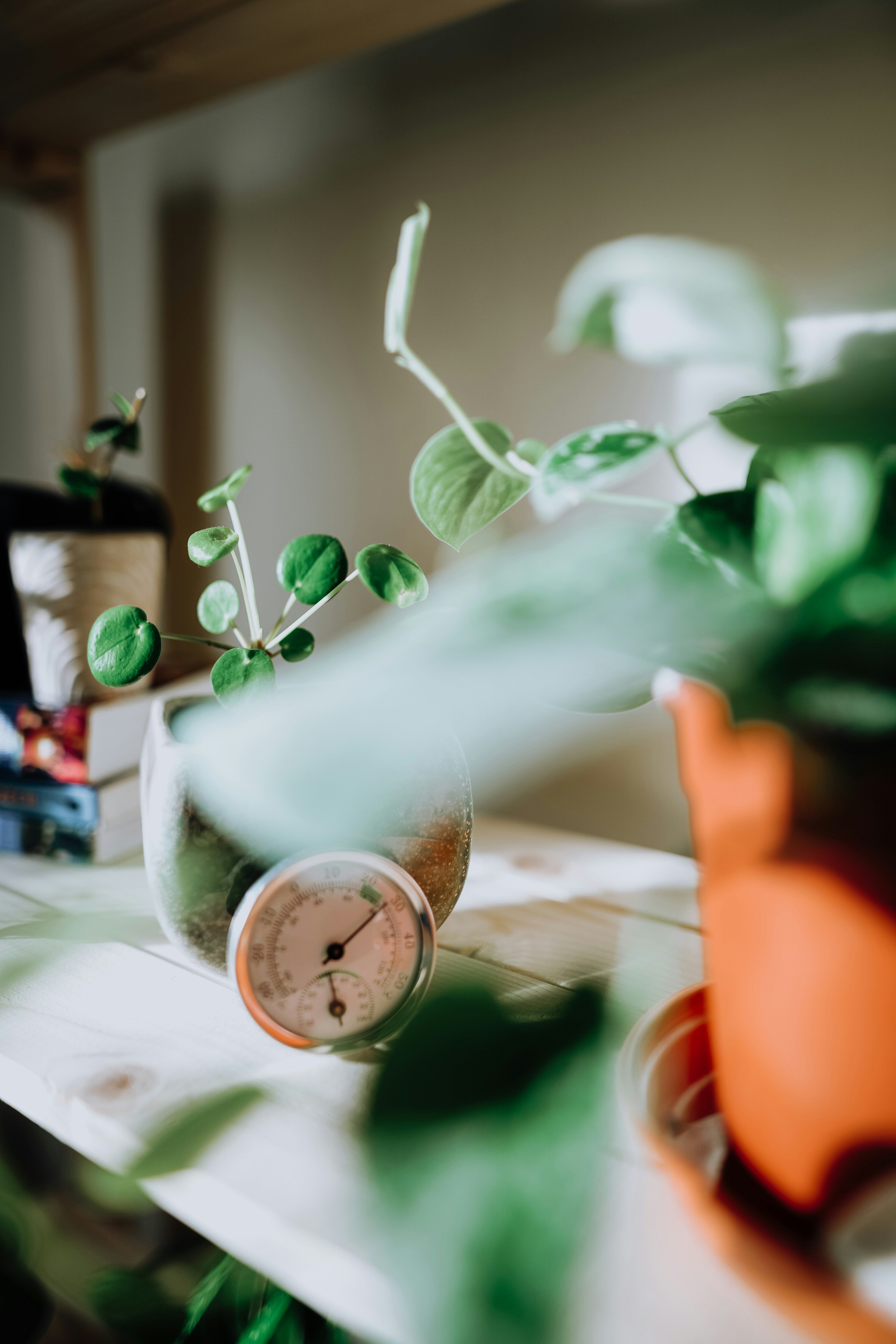 Photo by leavesandroots_