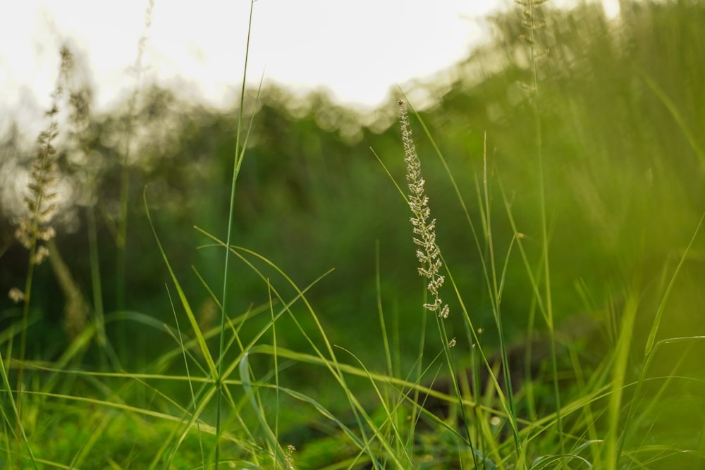 water droplets on green grass during daytime