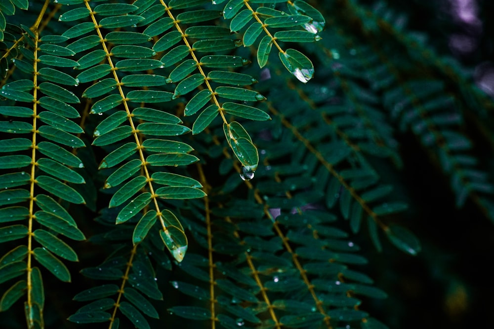 water droplets on green leaves