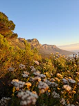 Reubens Choice Hiking Trail with white flowers and mountains