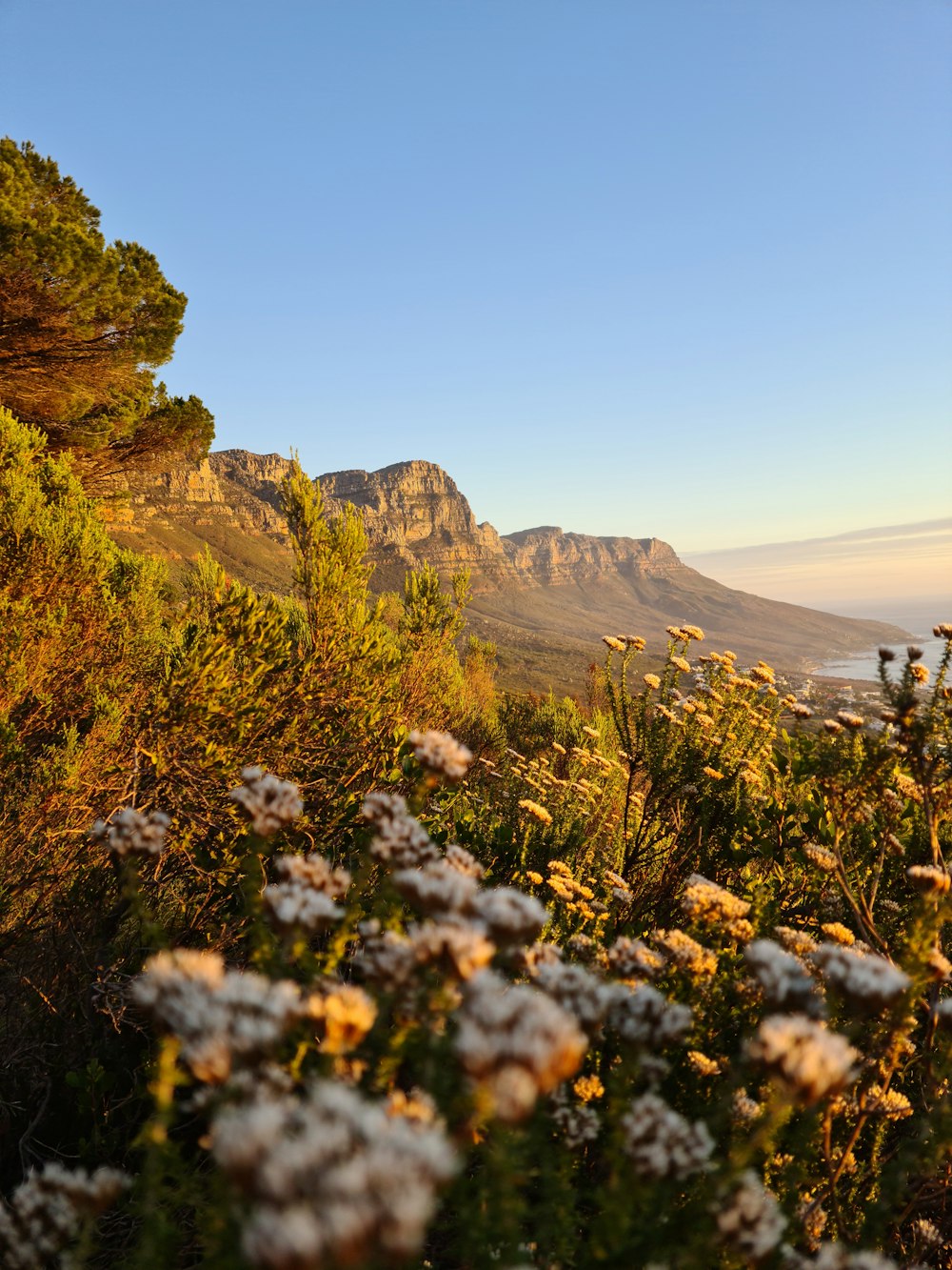 white flowers on brown mountain during daytime