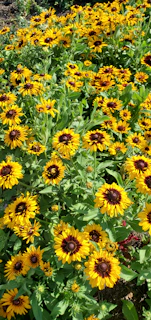 Long summer flower beds bursting with rich textures and bright colors thriving in local soil.