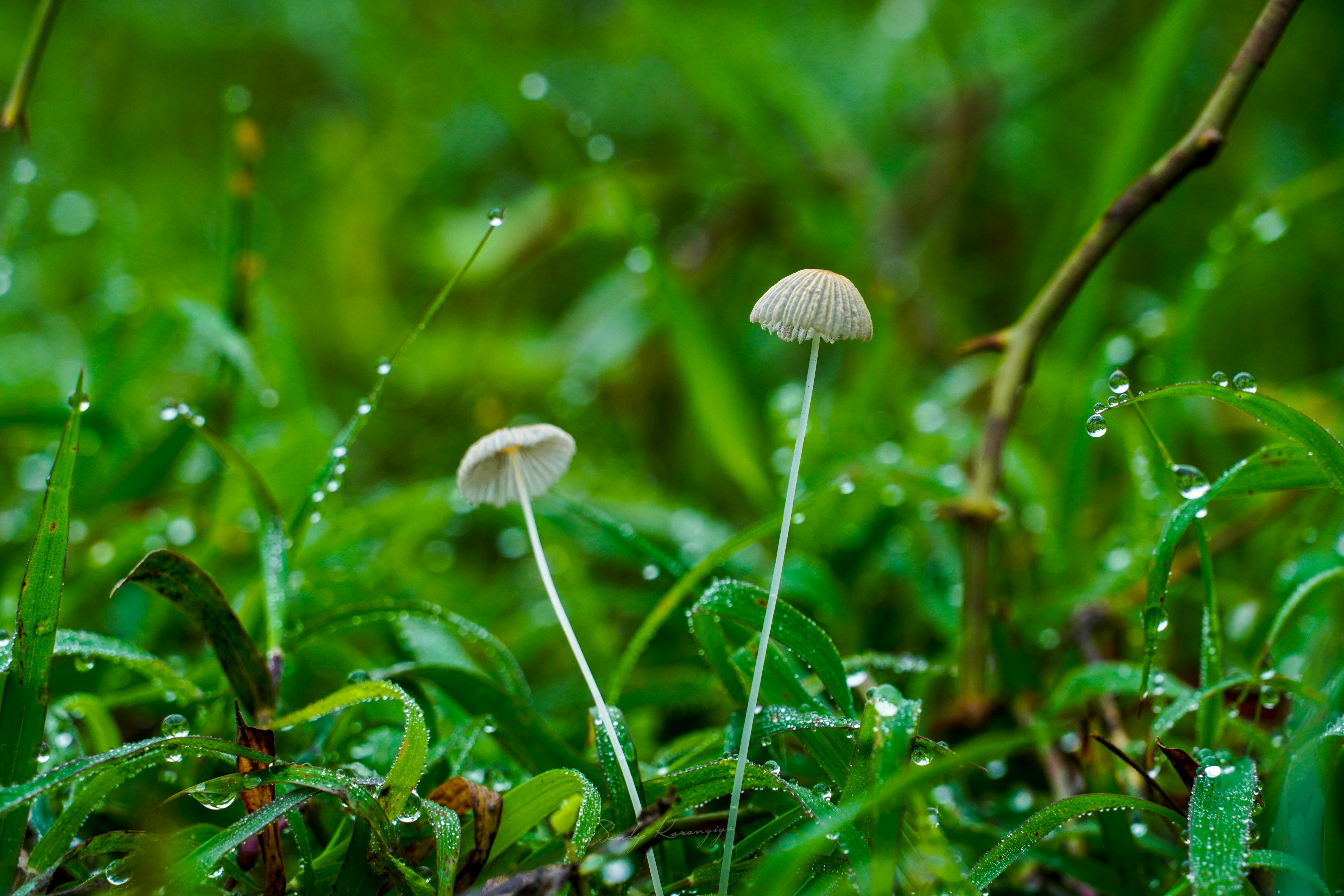 Photo by mr_karangia