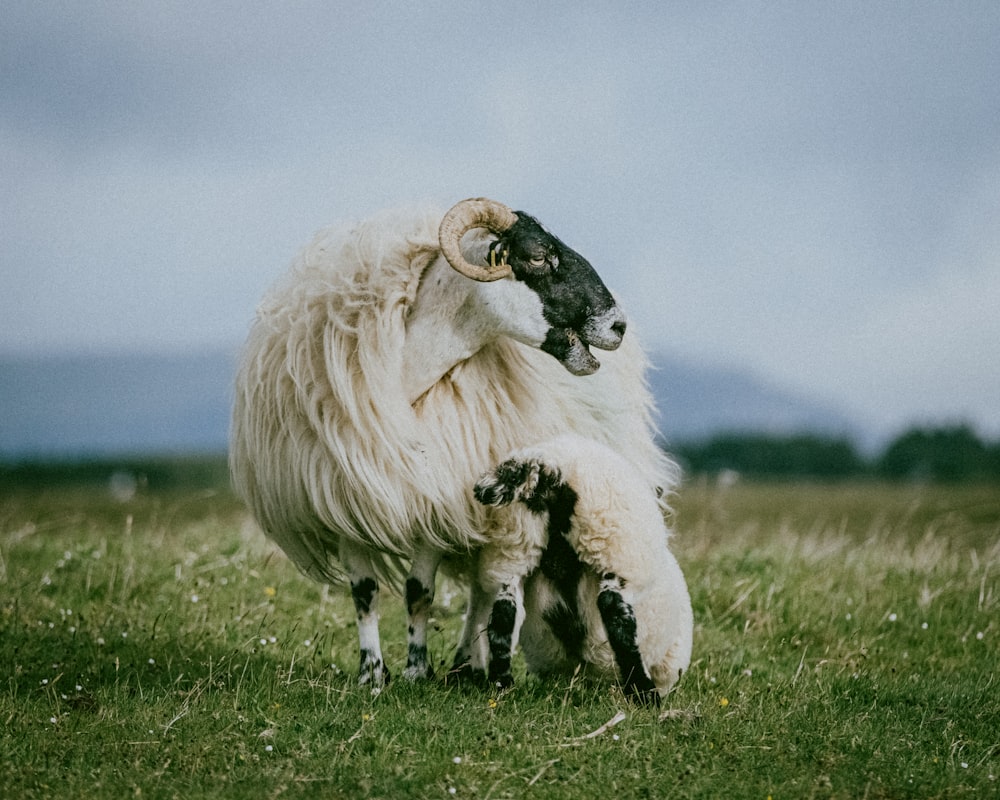 white sheep on green grass field during daytime