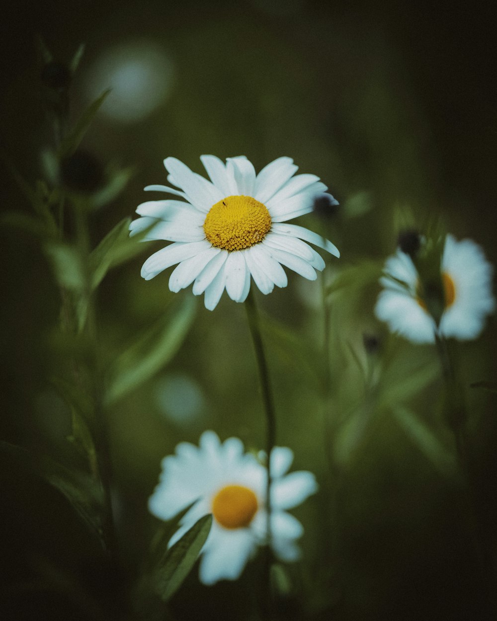 white and yellow daisy in bloom during daytime