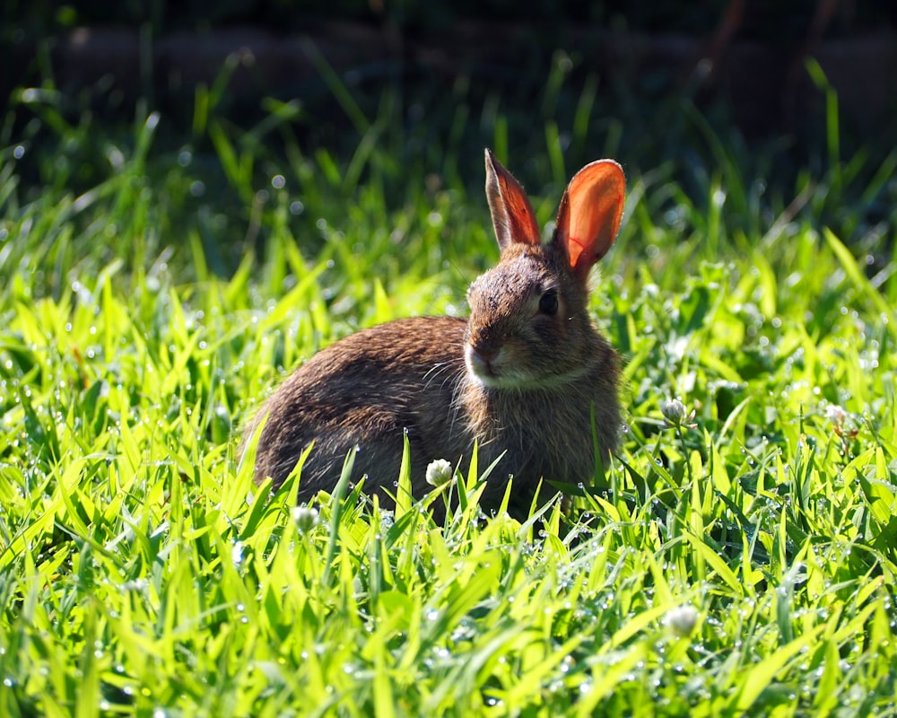 brown rabbit on green grass field during daytime