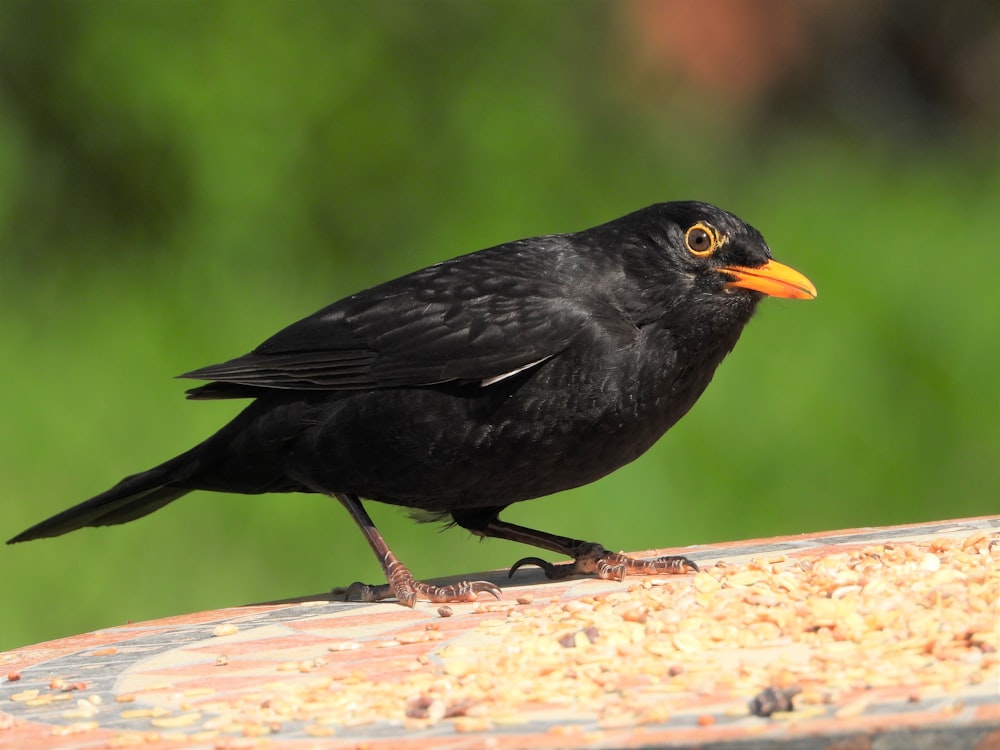 black bird on brown wooden surface