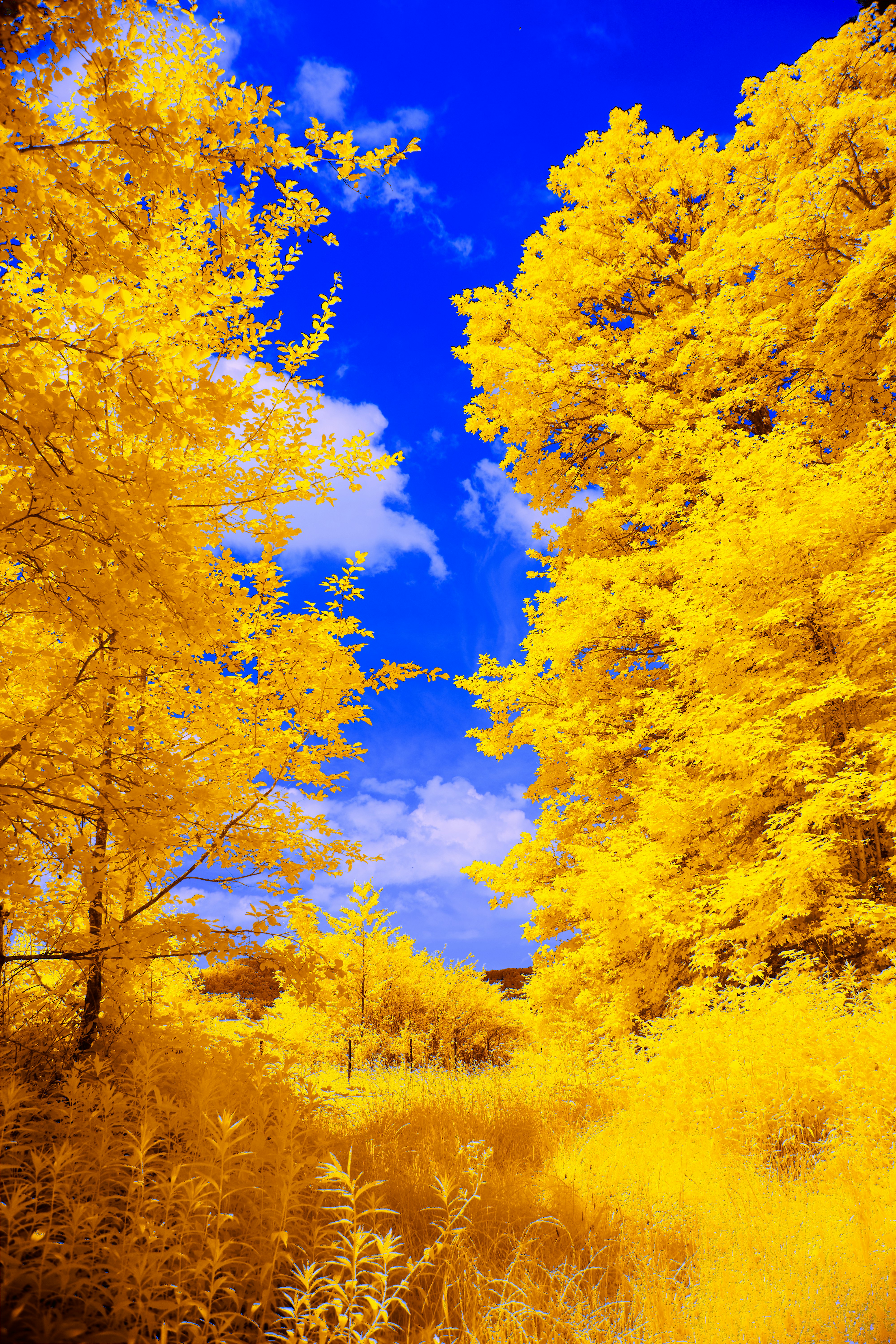 Photo by wolfgang_hasselmann