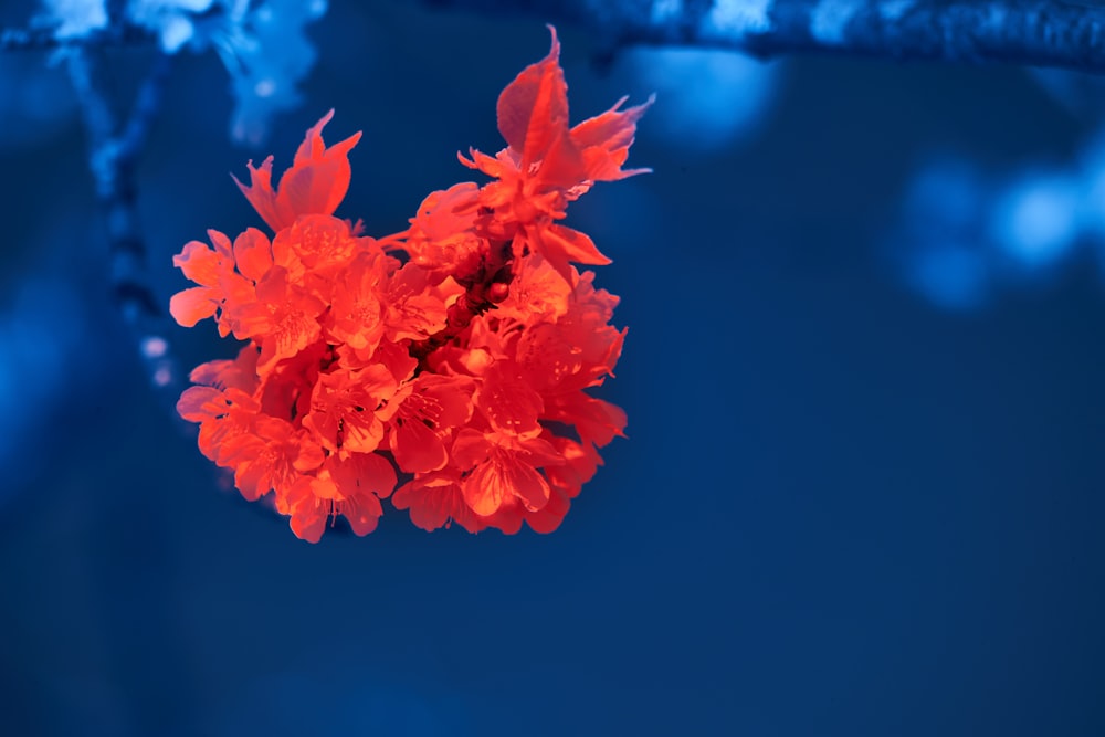 red maple leaf in close up photography