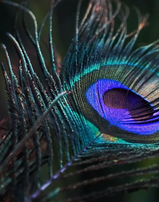 peacock feather in close up photography