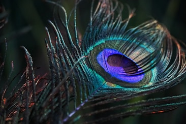 peacock feather in close up photography