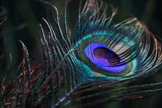 peacock feather in close up photography