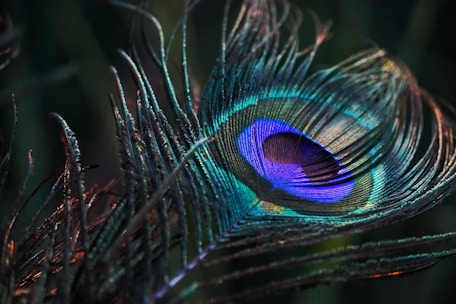 peacock feather in close up photography