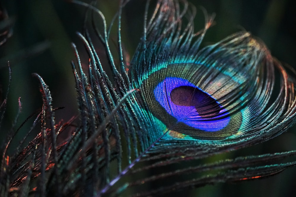 peacock feather in close up photography