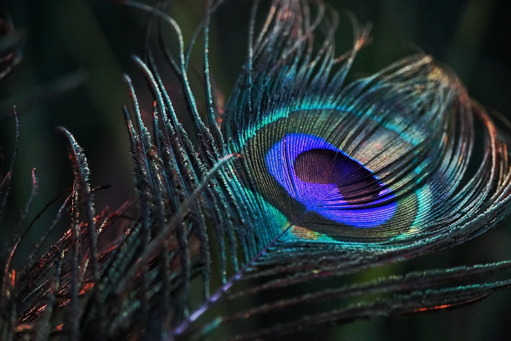 9,088 Peacock Feather Stock Photos, High-Res Pictures, and Images - Getty  Images