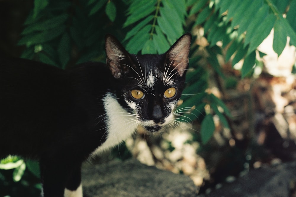 tuxedo cat on gray rock