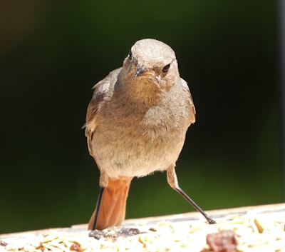 brown and gray bird on brown wooden table