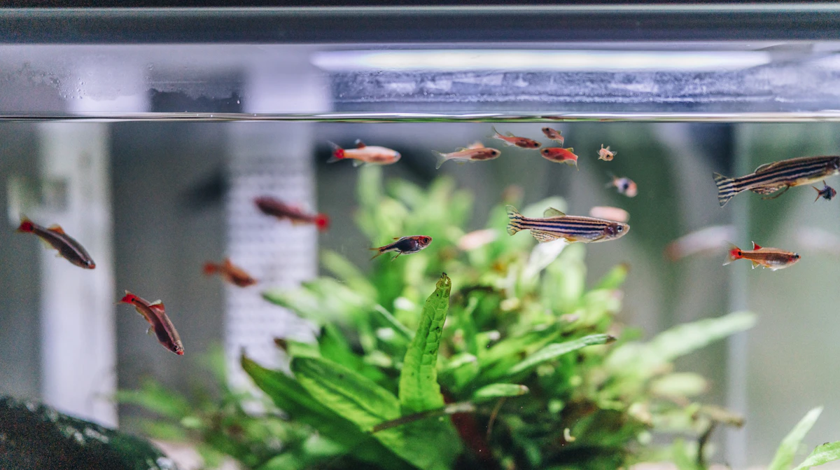 Agua clara de un acuario tratado con esterilizador UV