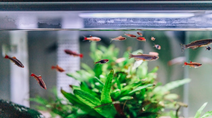 Aquarium Versicherung – notwendig oder überflüssig?