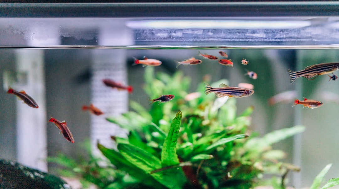 Comment entretenir un aquarium ?