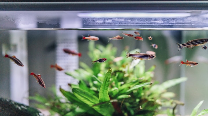 Embark on Your Saltwater Aquarium Journey with These 5 Effortless Techniques,
