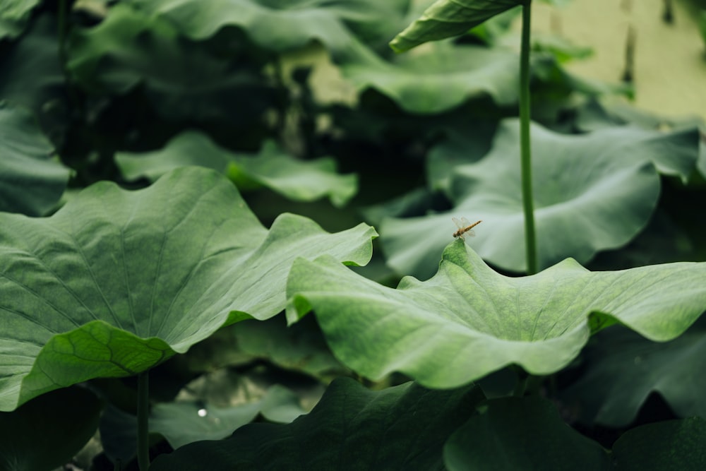 green leaf plant in close up photography