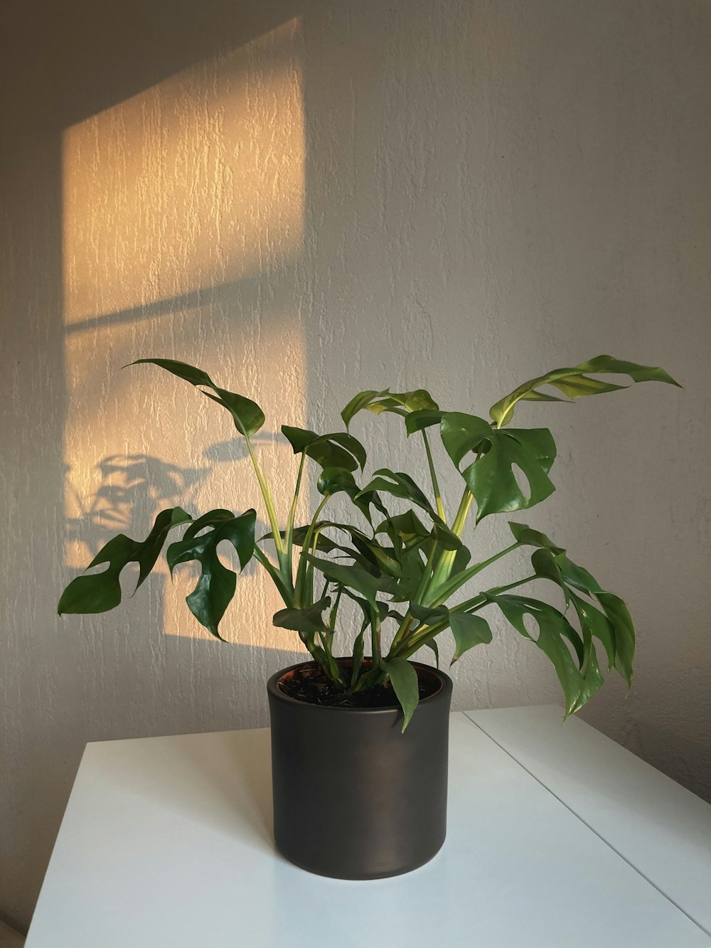 green plant on black pot