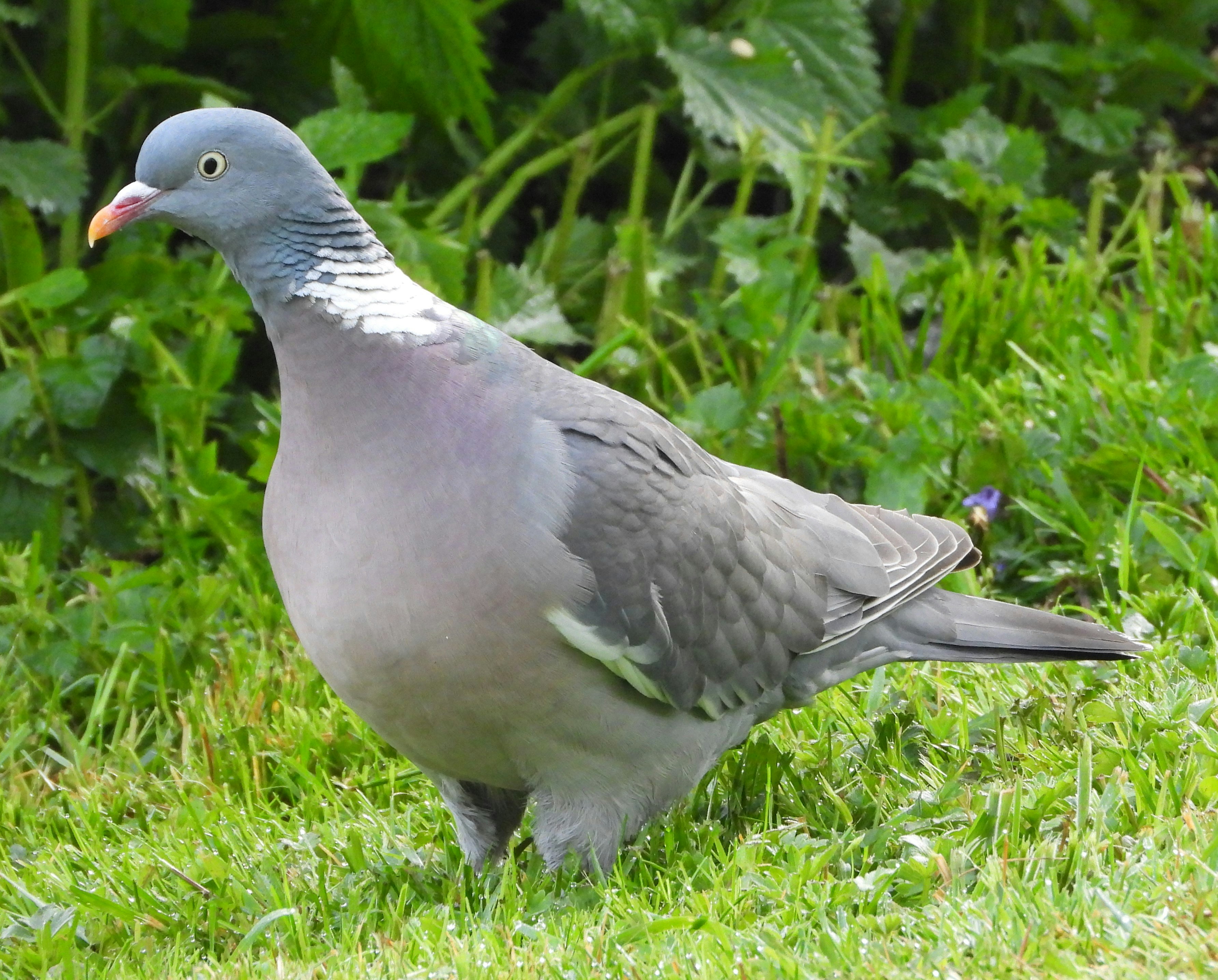 Photo by A.R. Khalid in our Garden in Germany.