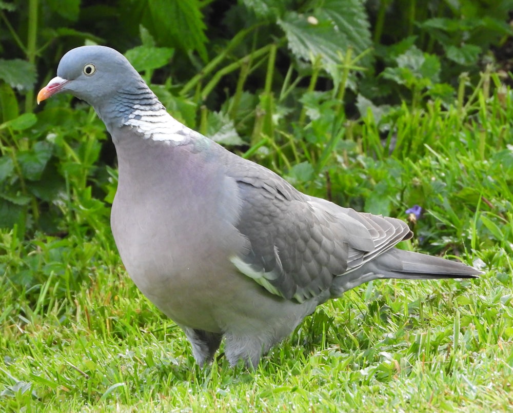 gray and white bird on green grass during daytime