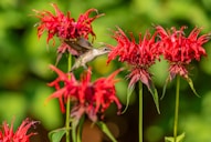 gray and white bird on red flower